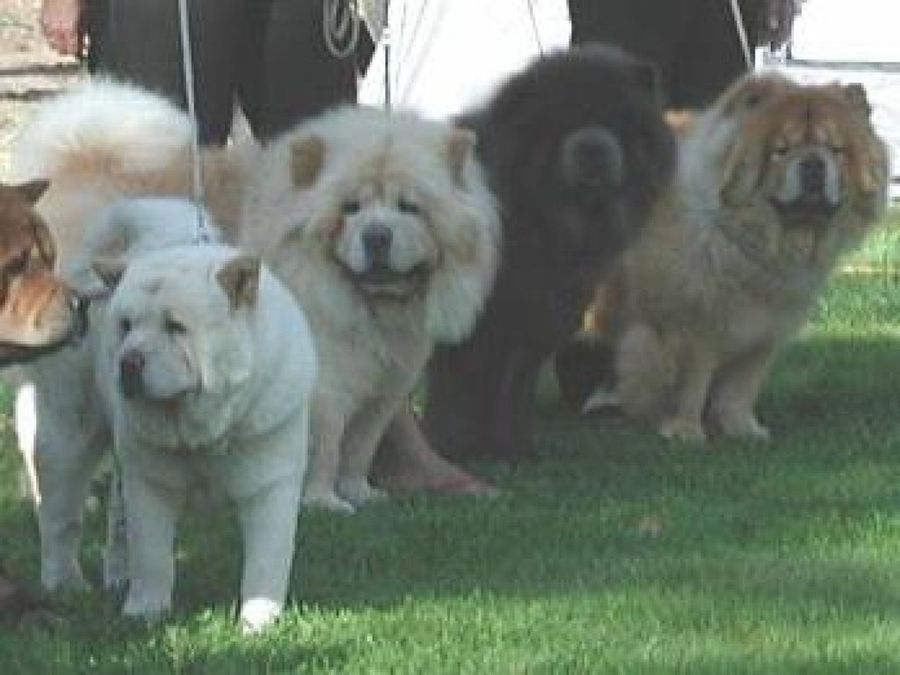 Chow Chow
