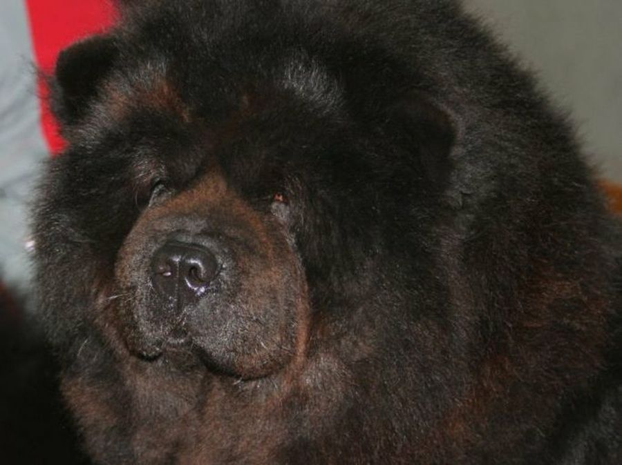 Chow Chow