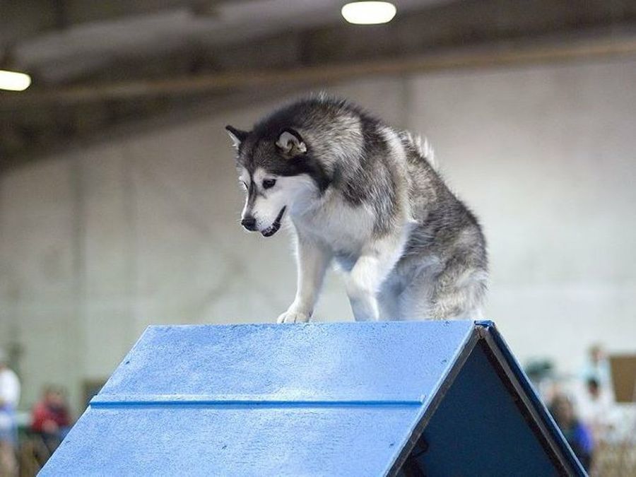 Alaskan Malamute