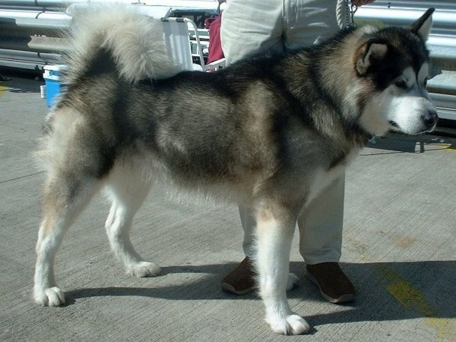 Alaskan Malamute