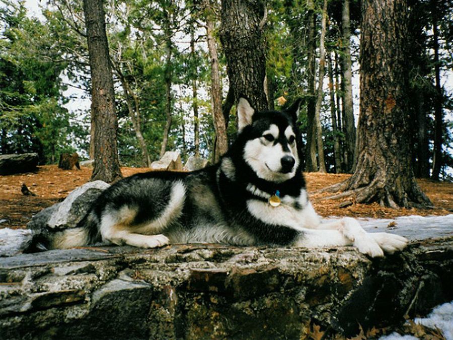 Alaskan Malamute