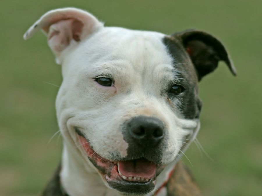 American Pit Bull Terrier