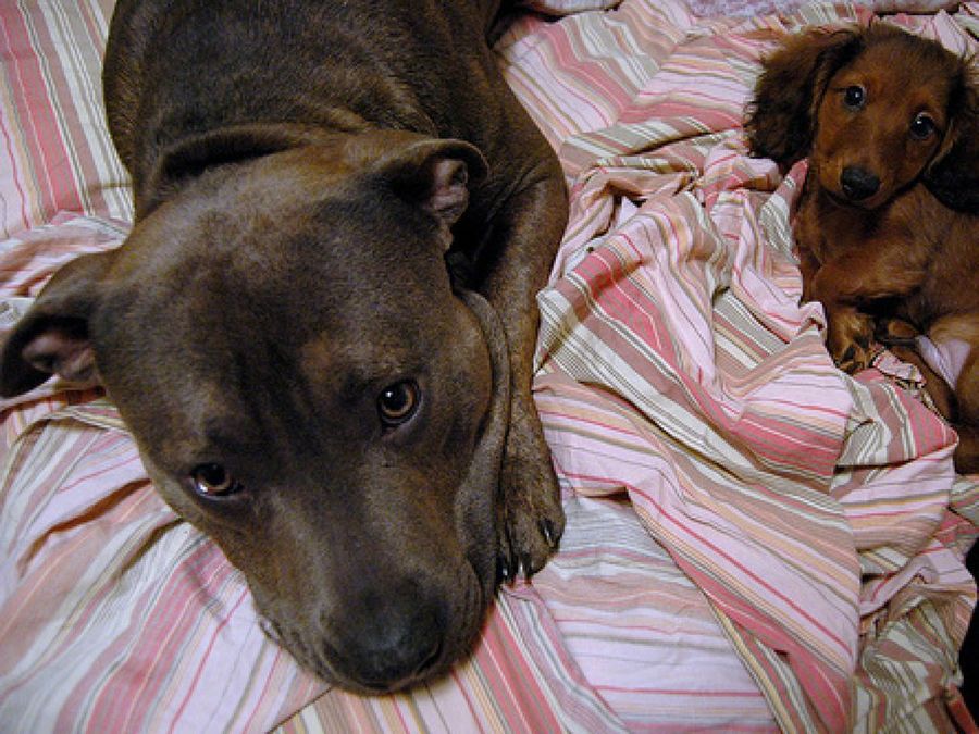 American Pit Bull Terrier