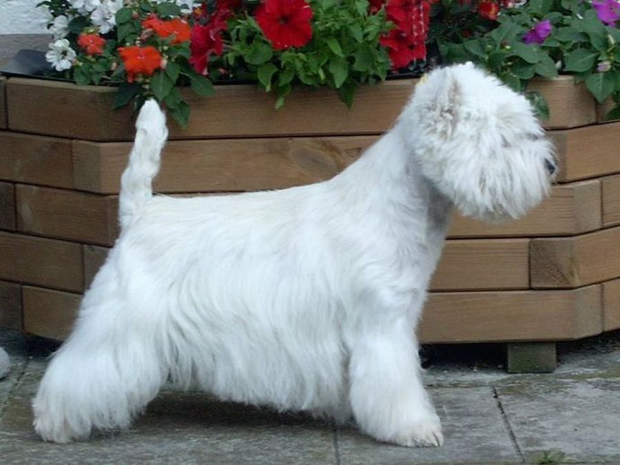 Westie