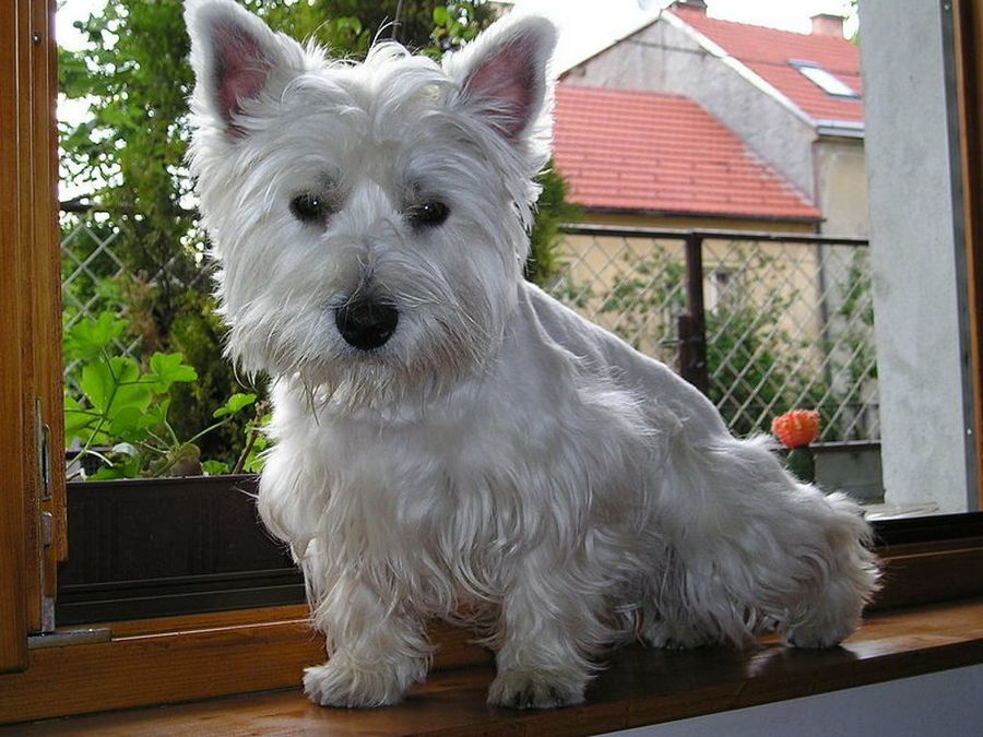 Westie