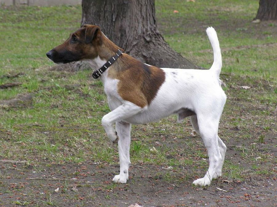 Fox Terrier