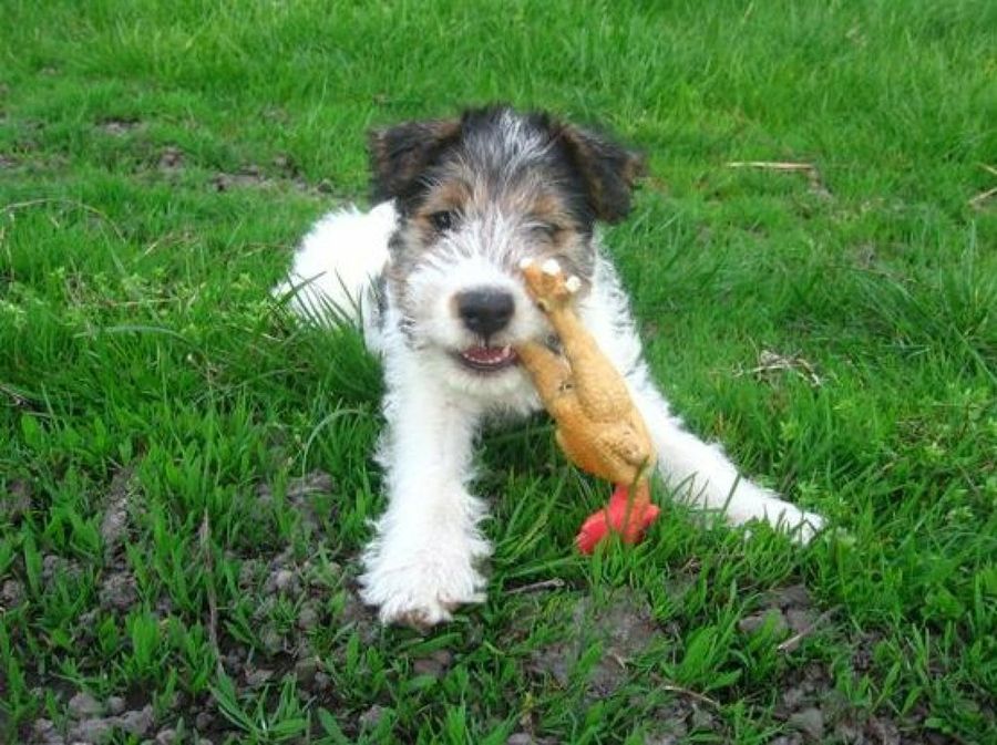 Fox Terrier