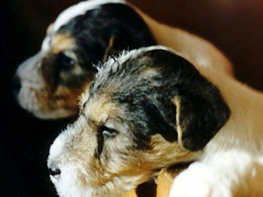 Fox Terrier