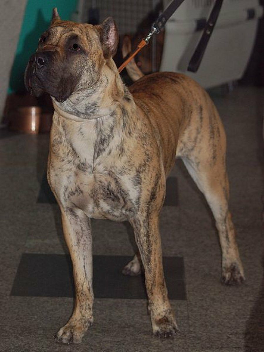 Presa Canario