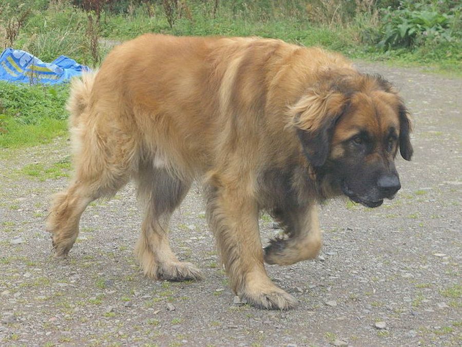 Leonberger