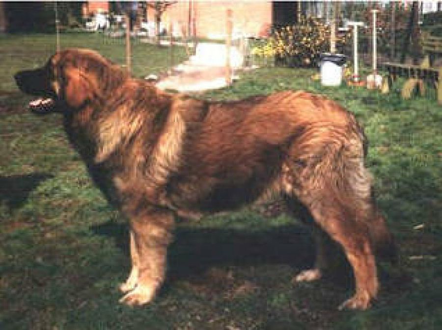 Leonberger
