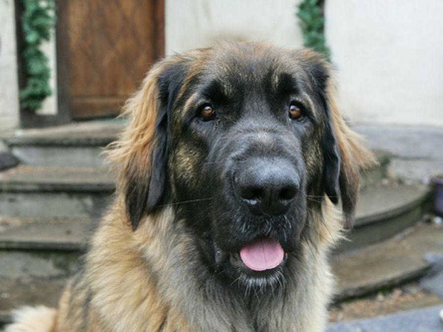 Leonberger