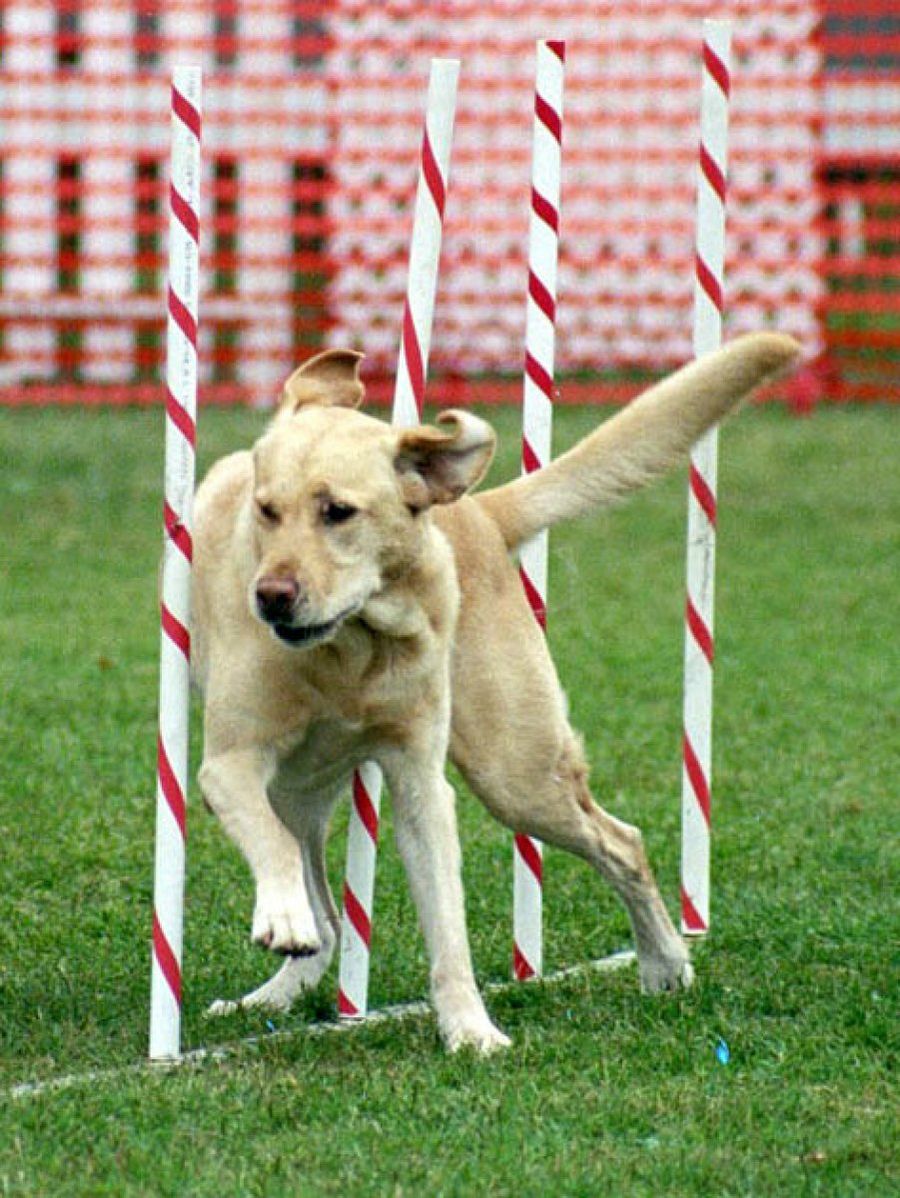 perro