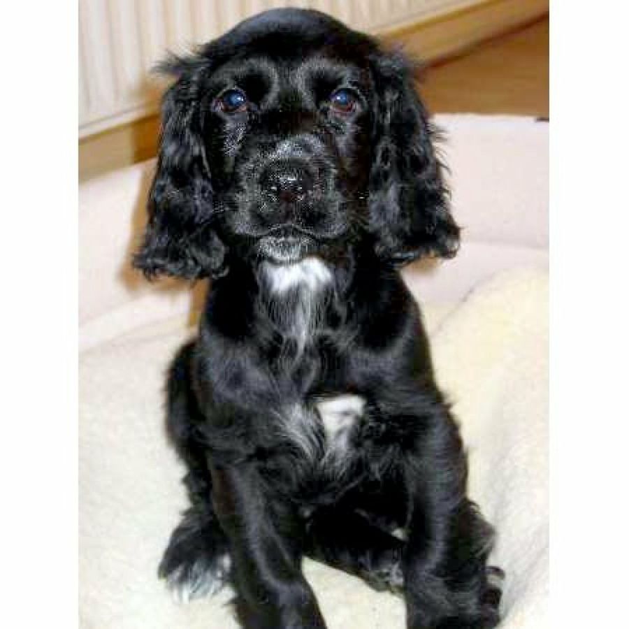cachorro negro