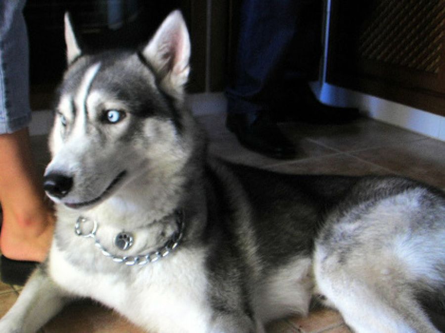 Husky Siberiano
