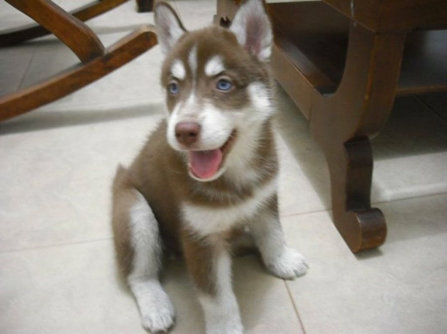 Husky Siberiano