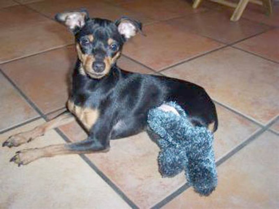 perro negro