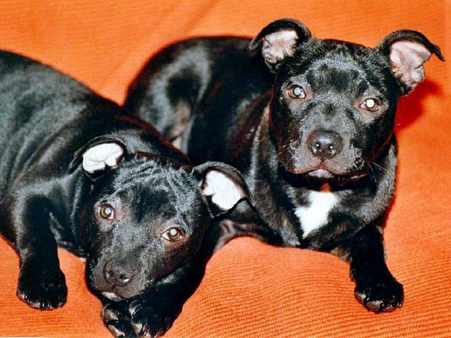 perros negros
