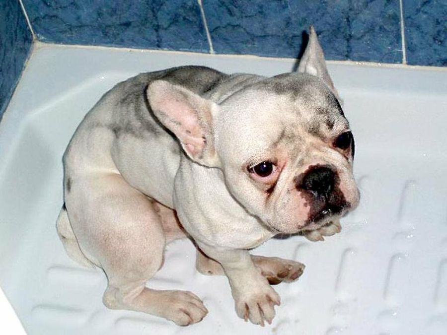 cachorro