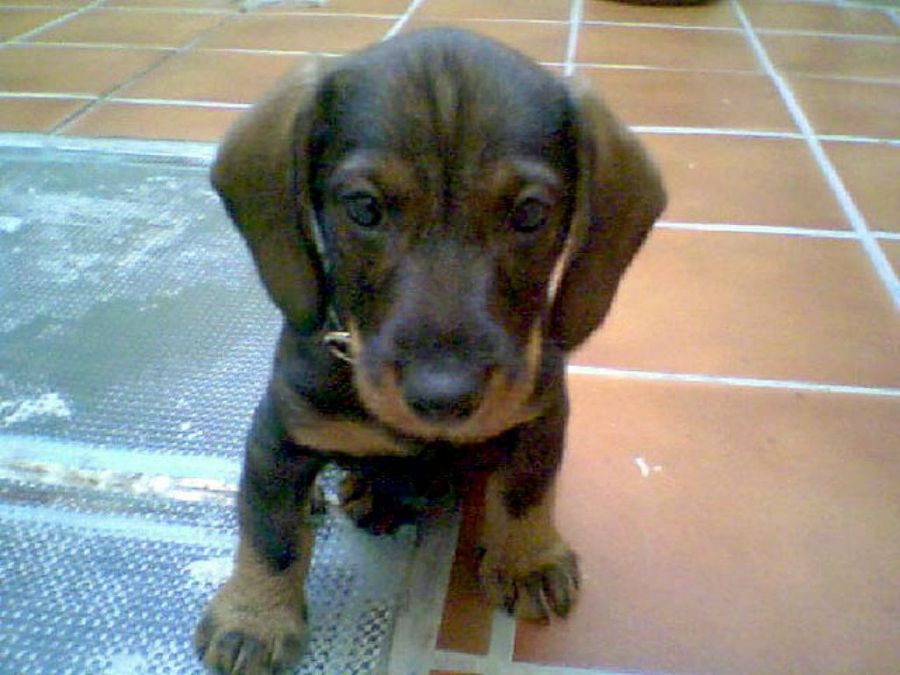 cachorro