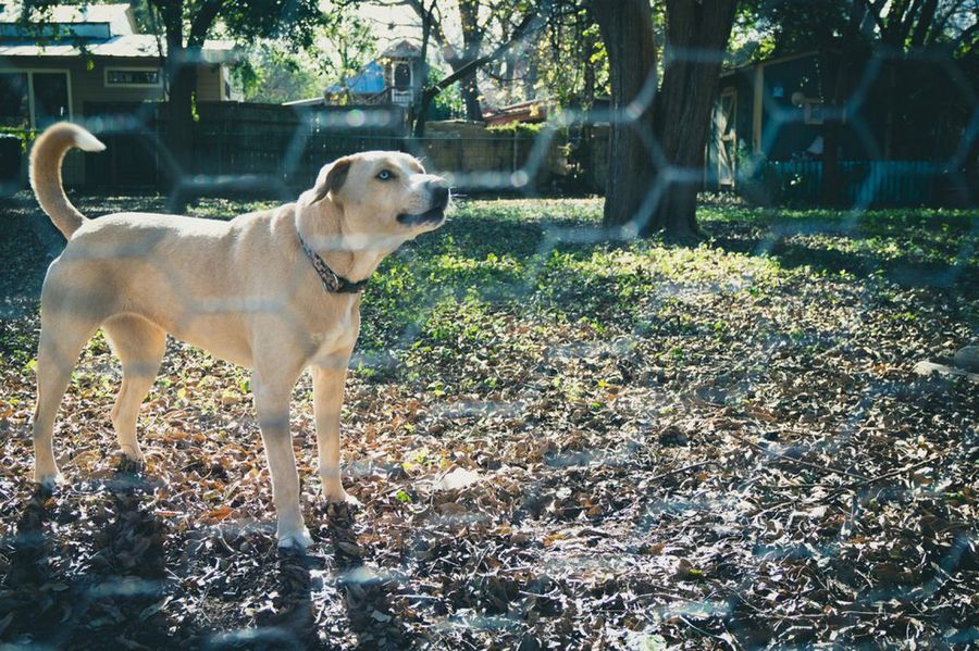 perro detrás de valla