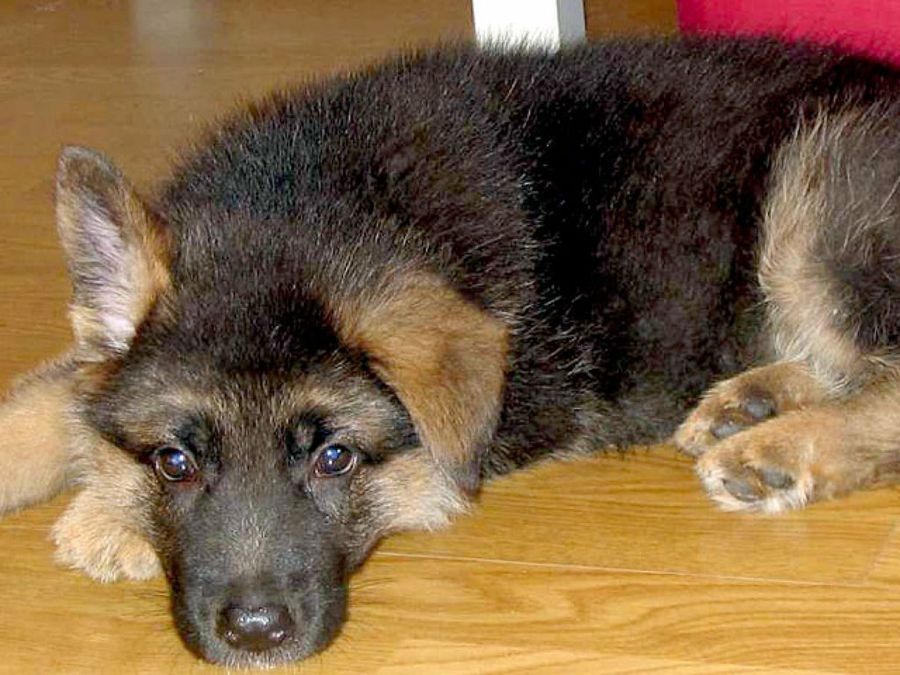 cachorro