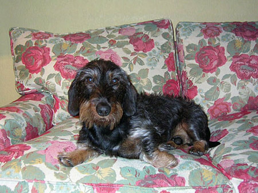 perro negro