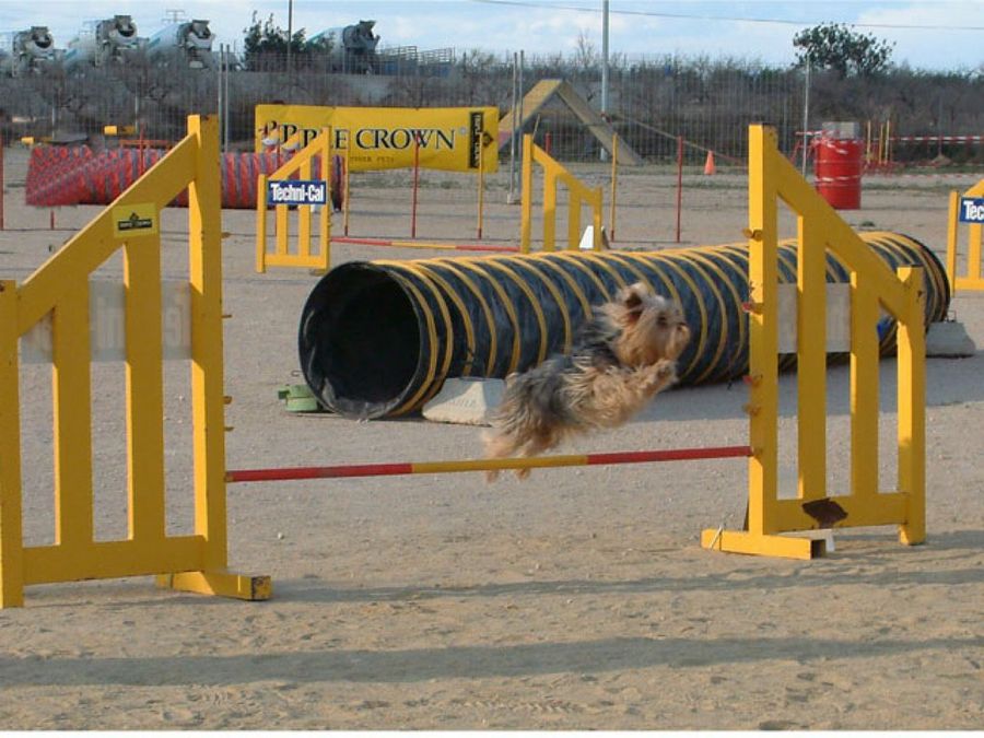 perro pequeño saltando