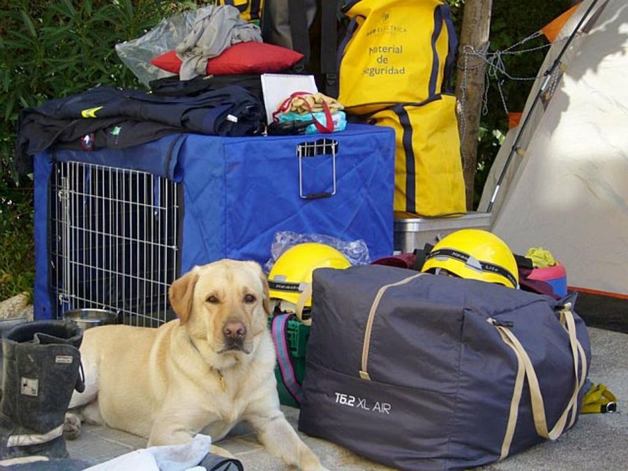perro con equipo de rescate
