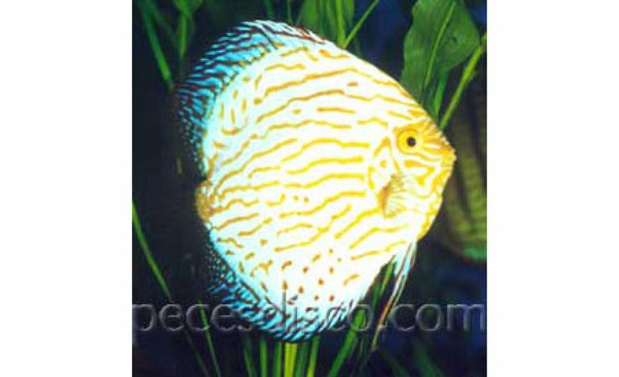 pez disco amarillo