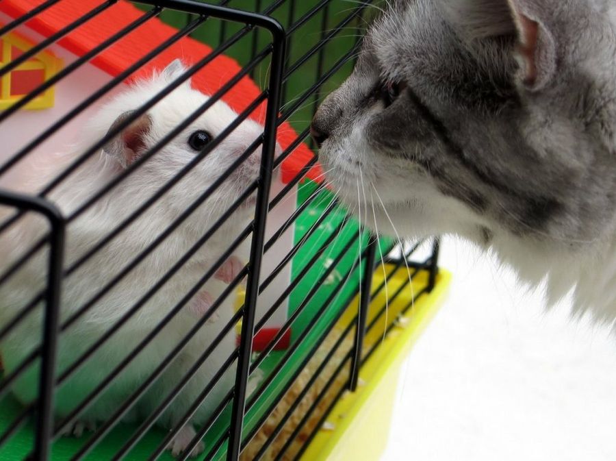 Hamster