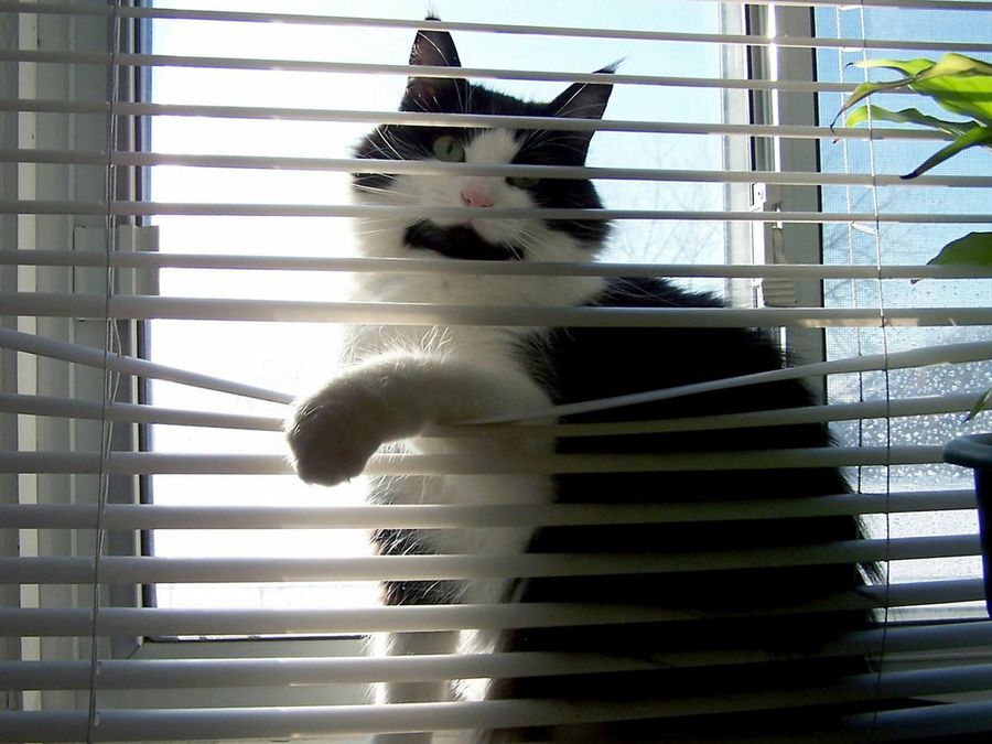 Gato jugando con persiana