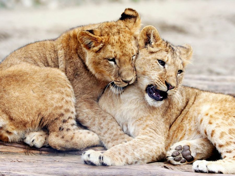 leones