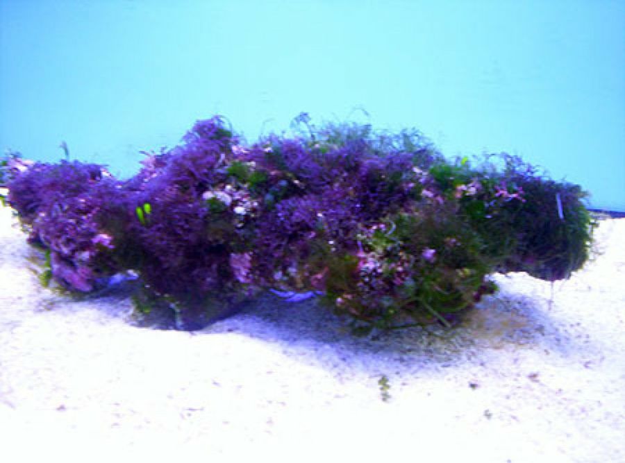 acuario