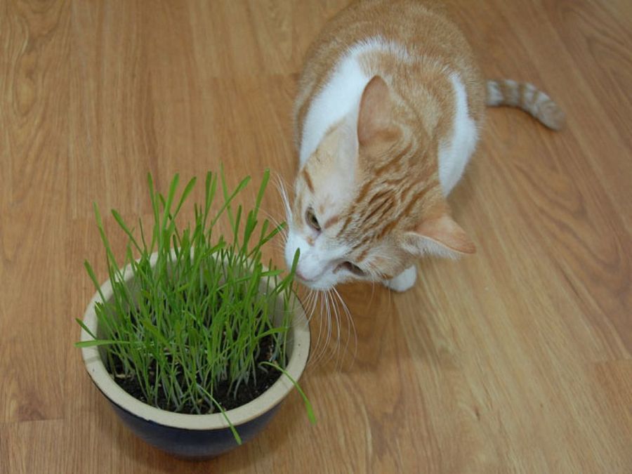 gato comiendo plantas