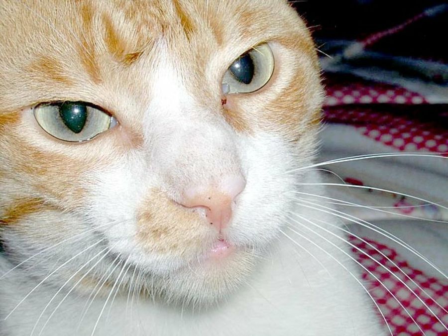 ojos gato