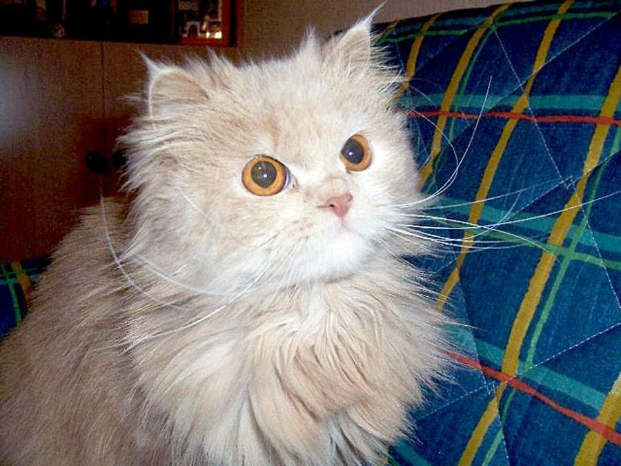 gato peluche