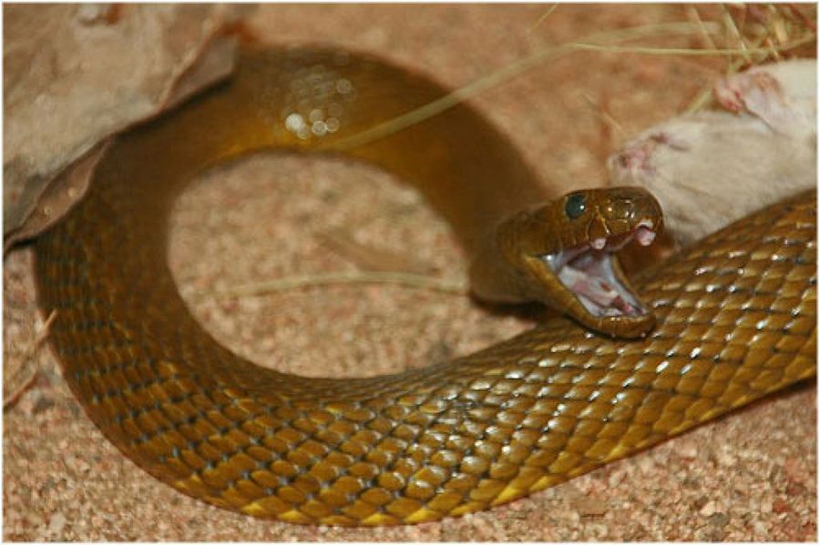 serpiente taipan