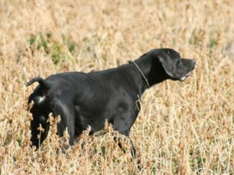 perro campo