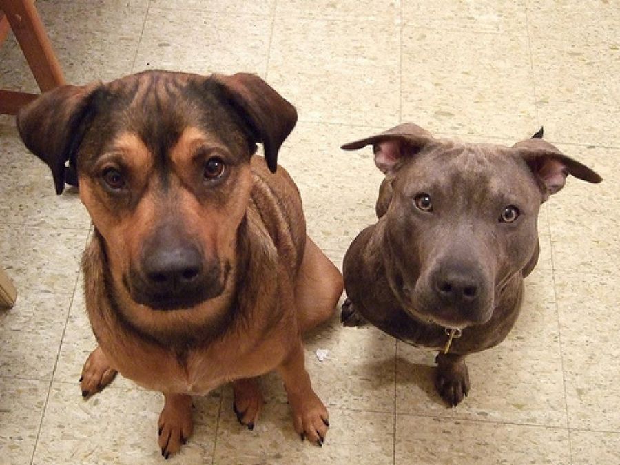 perros