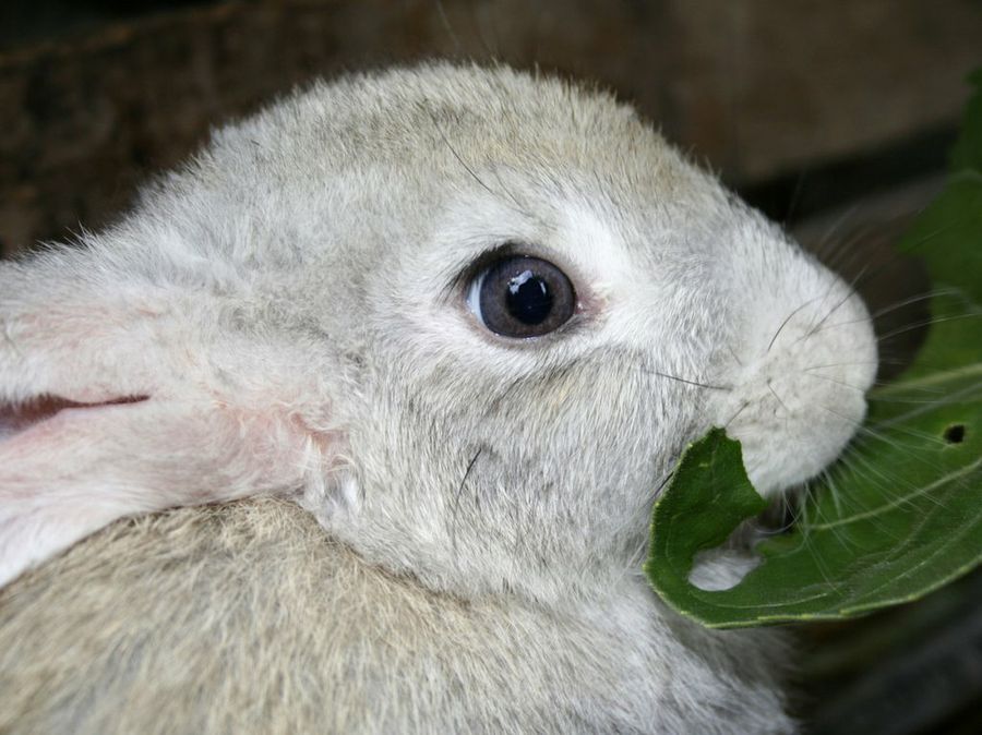 Conejo