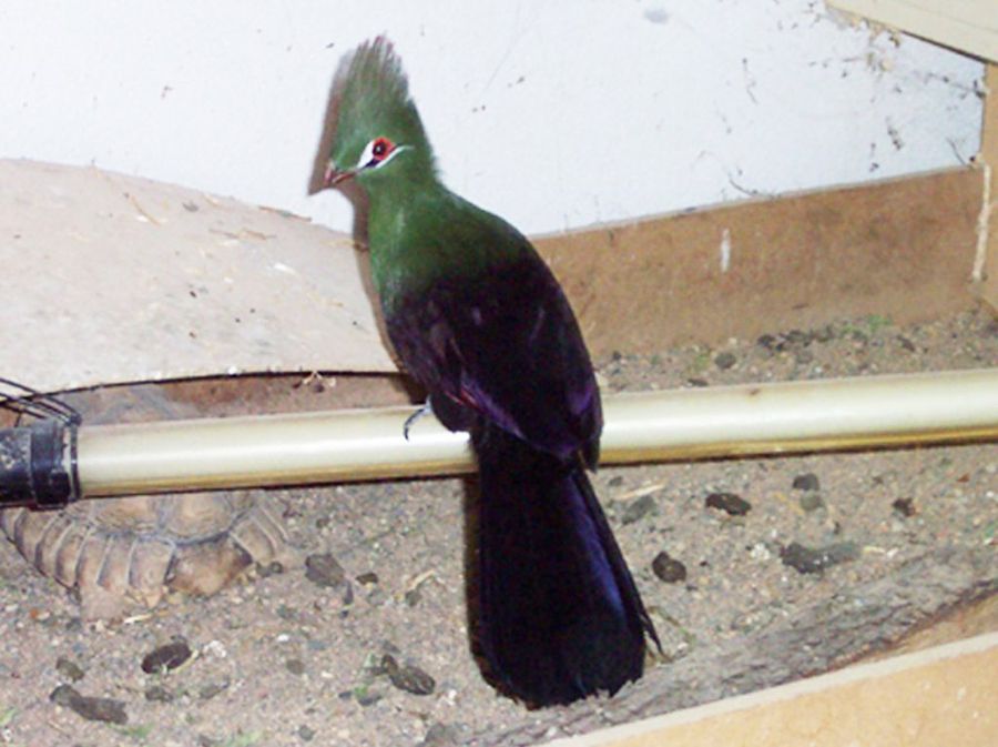Turaco verde