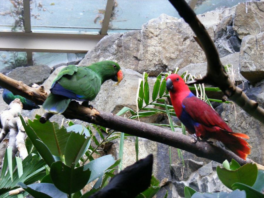 loro verde y loro rojo