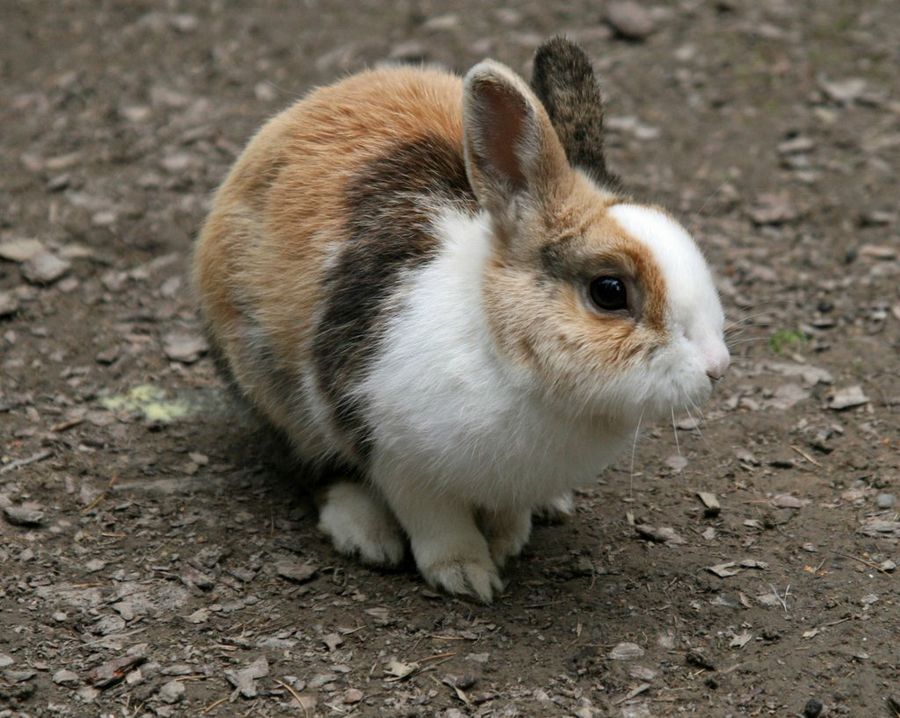 Conejo