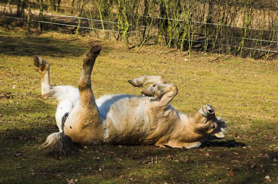 Caballo