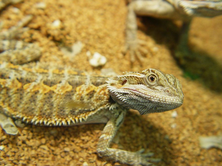 Reptil
