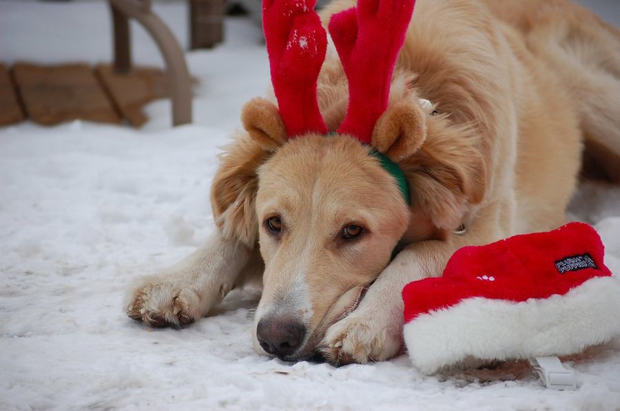 Labrador