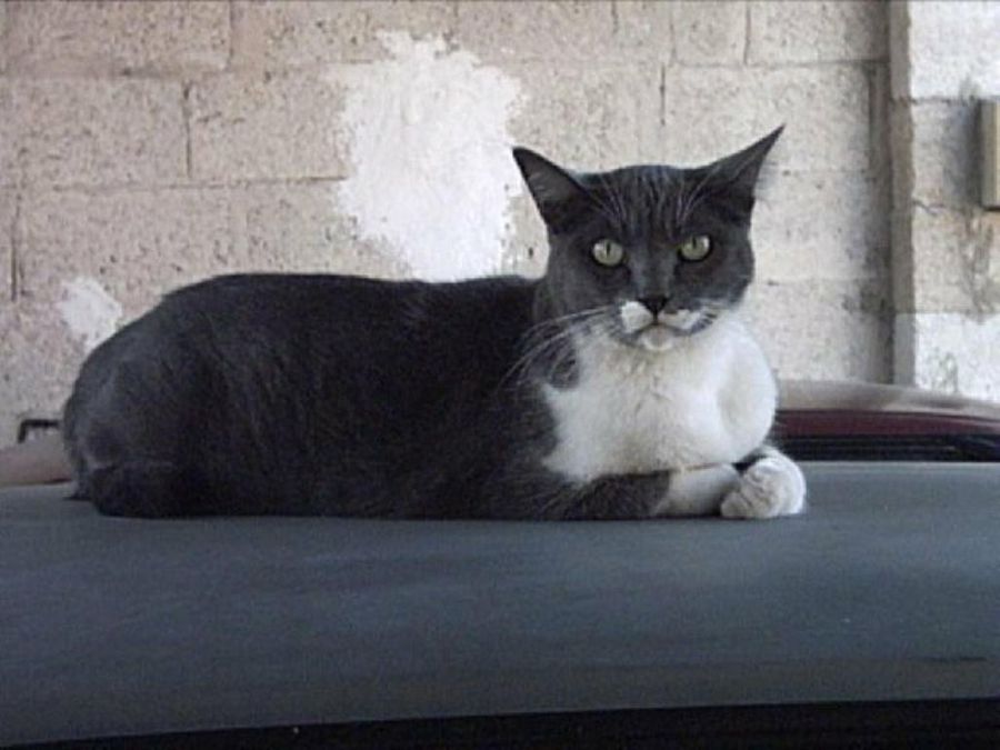gato
