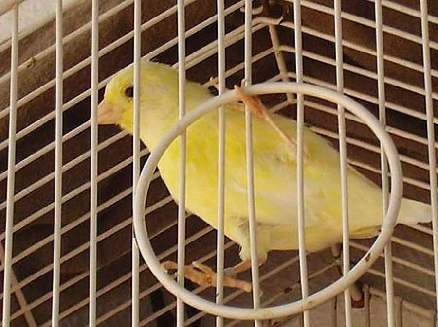 canario