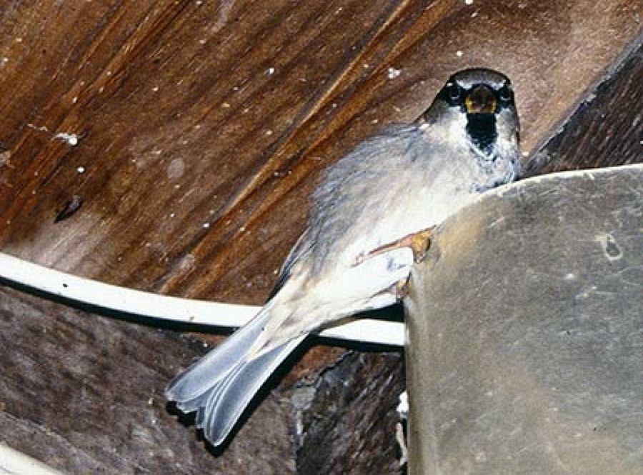 pájaro
